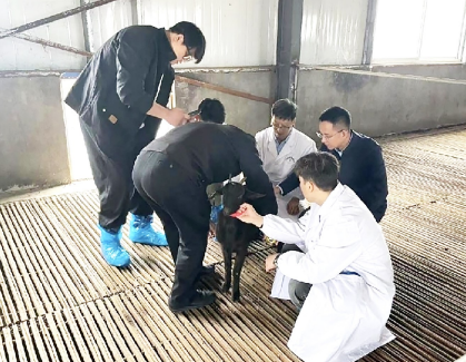 人工智能为种畜禽养殖插上“科技翅膀”